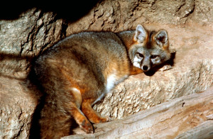 Gray Fox