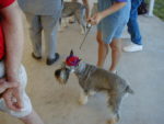 Standard Schnauzer in Red Hat